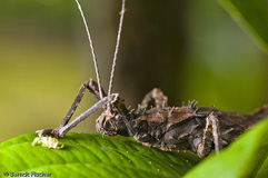 Gespenstschrecke sp.  - Zum Vergroessern klicken!